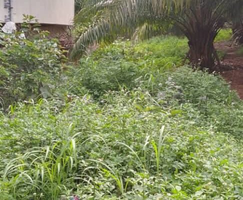 📢 TERRAIN À VENDRE – BELLE OPPORTUNITÉ À LAMBANDJ
