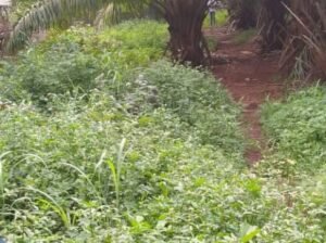 TERRAIN À VENDRE – BELLE OPPORTUNITÉ À LAMBANDJI !