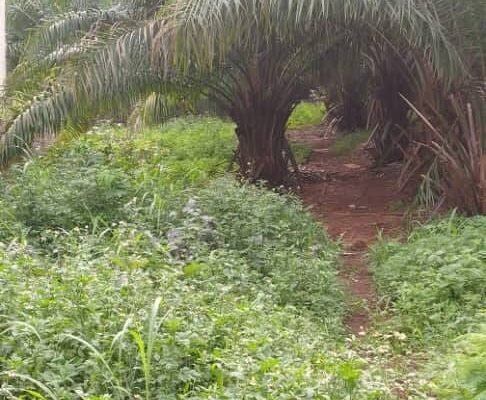 TERRAIN À VENDRE – BELLE OPPORTUNITÉ À LAMBANDJI !